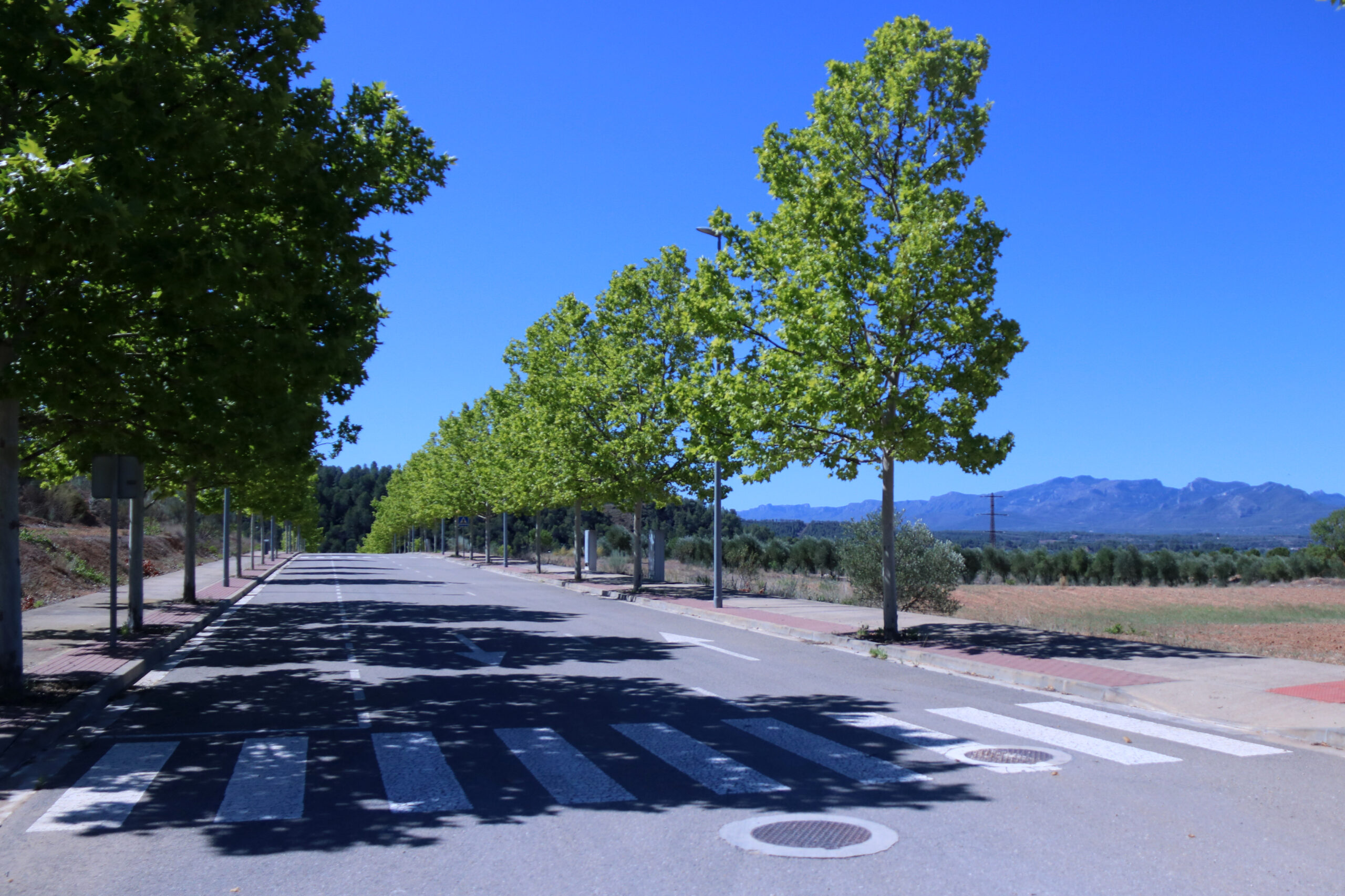 Un dels carrers urbanitzats del polígon industrial del Molló, on es vol fer la Gigafactoria, entre Móra la Nova i Tivissa / JORDI MARSAL (ACN)